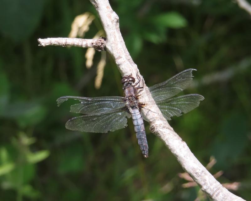 Photo of Chalk-fronted Corporal