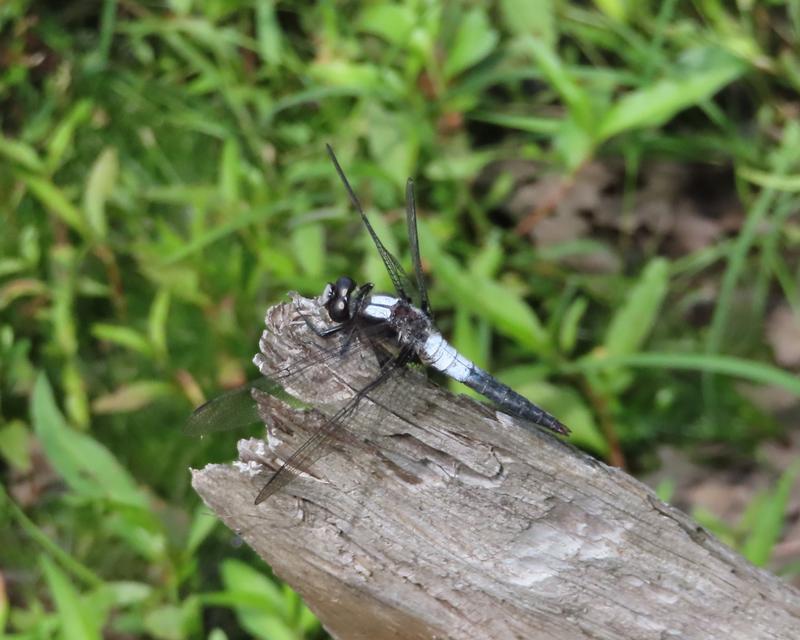 Photo of Chalk-fronted Corporal