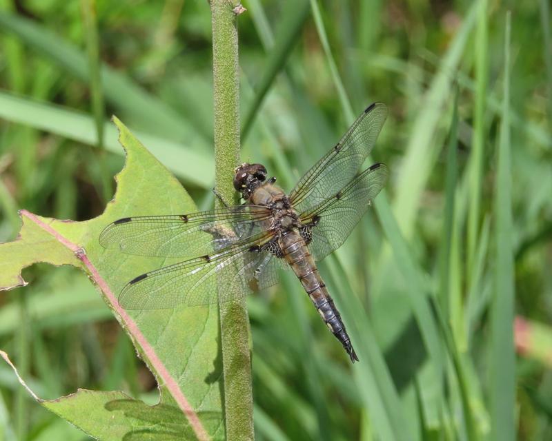 Photo of Four-spotted Skimmer