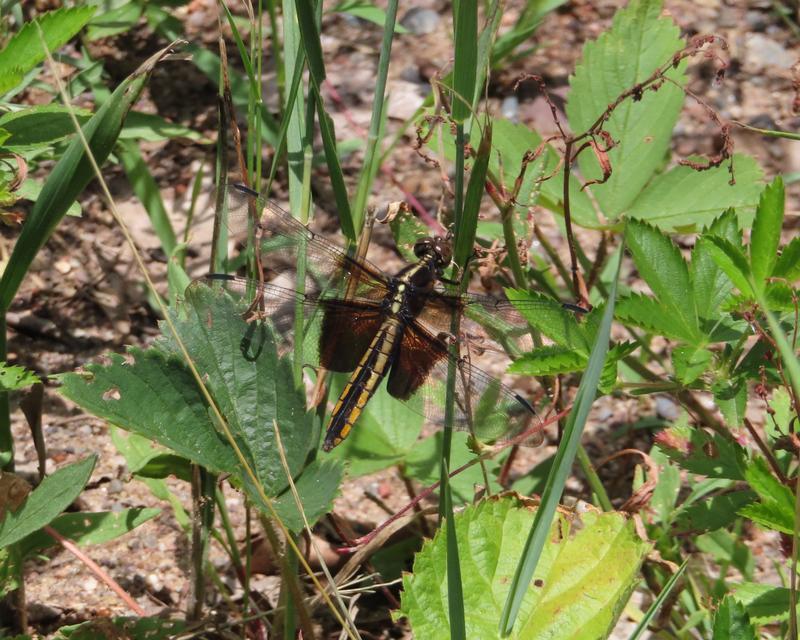 Photo of Widow Skimmer