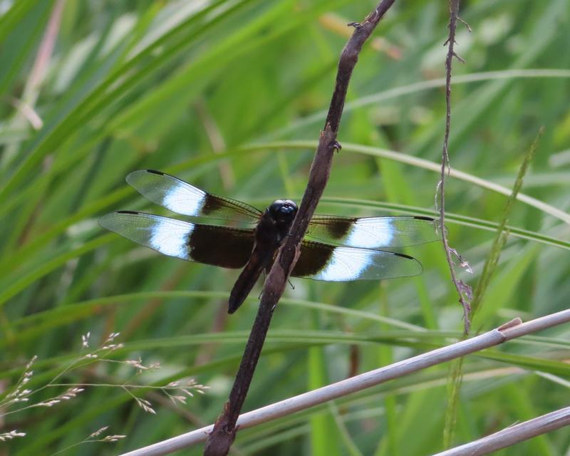 Photo of Widow Skimmer