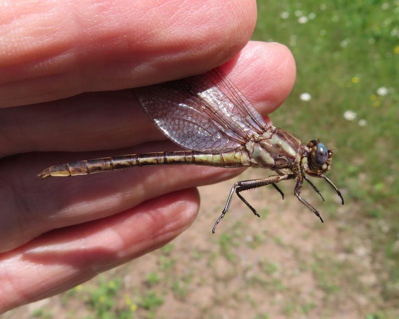 Photo of Dusky Clubtail