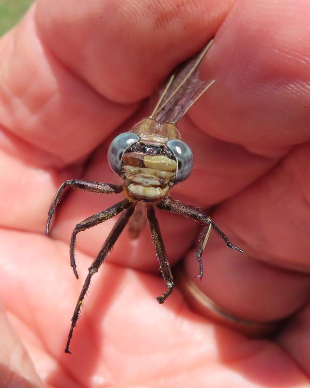 Photo of Dusky Clubtail