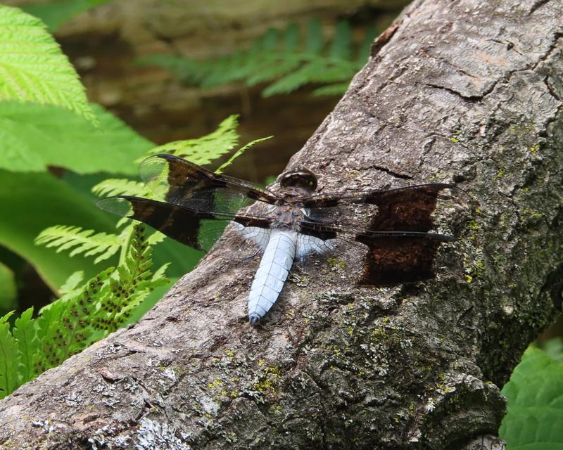 Photo of Common Whitetail