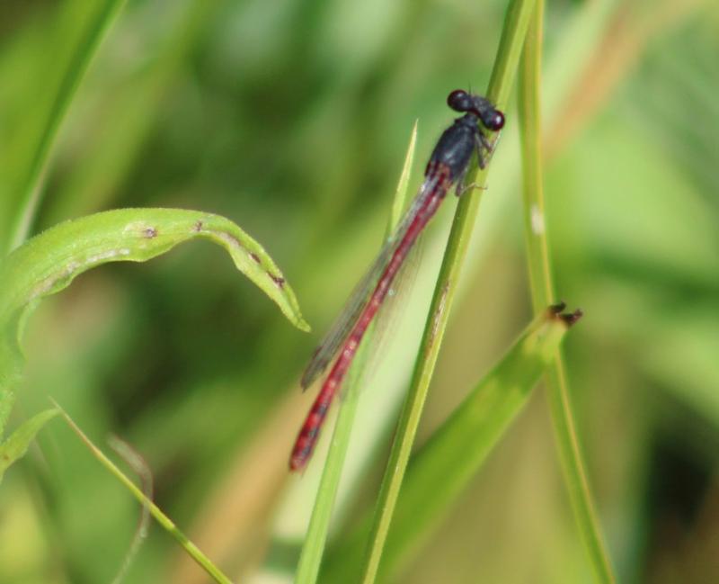 Photo of Western Red Damsel