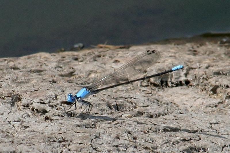 Photo of Blue-fronted Dancer