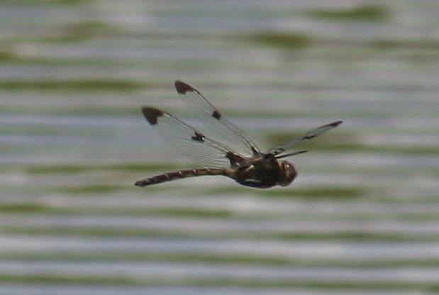 Photo of Prince Baskettail