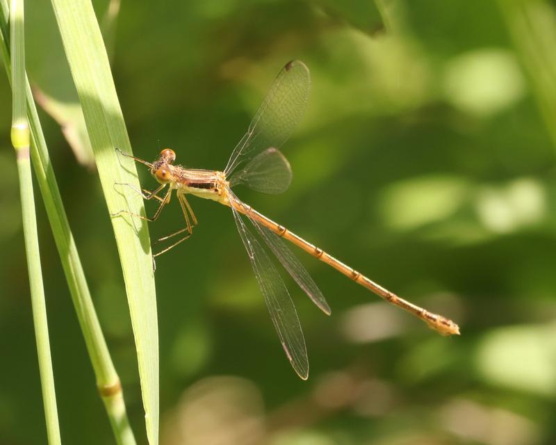 Photo of Slender Spreadwing