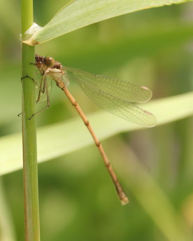 Photo of Slender Spreadwing