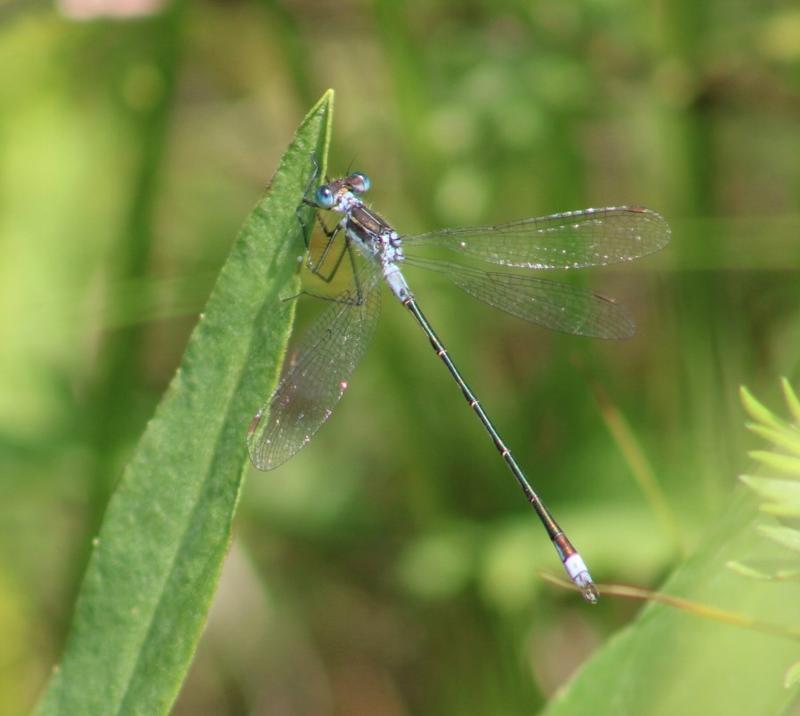 Photo of Northern Spreadwing