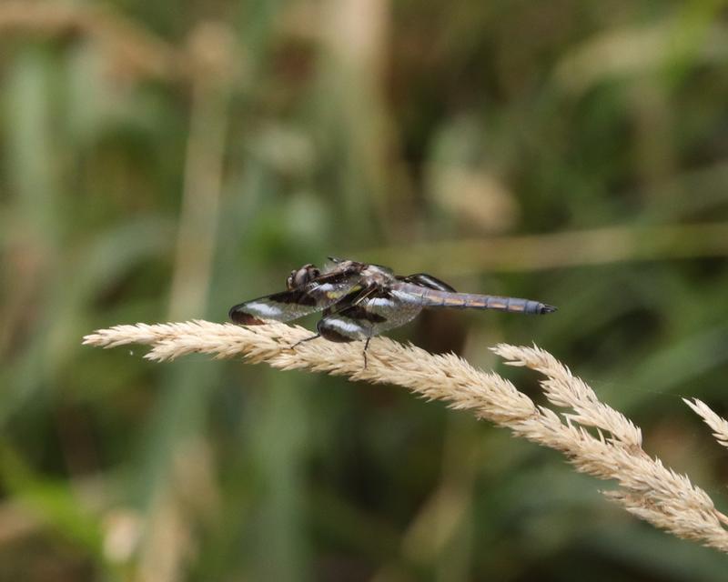 Photo of Twelve-spotted Skimmer