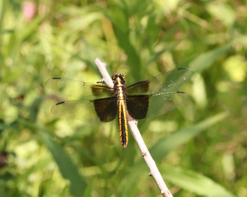 Photo of Widow Skimmer