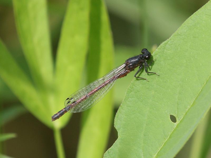 Photo of Western Red Damsel