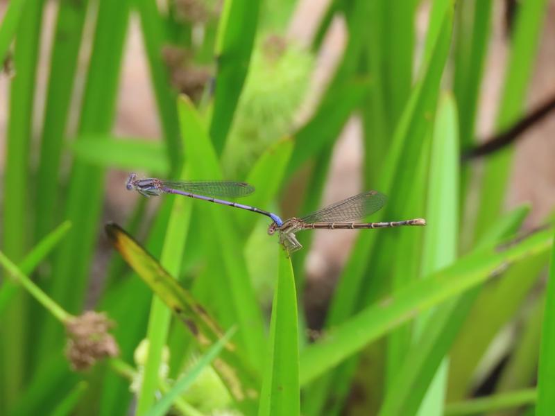 Photo of Variable Dancer (Violet Dancer ssp.)