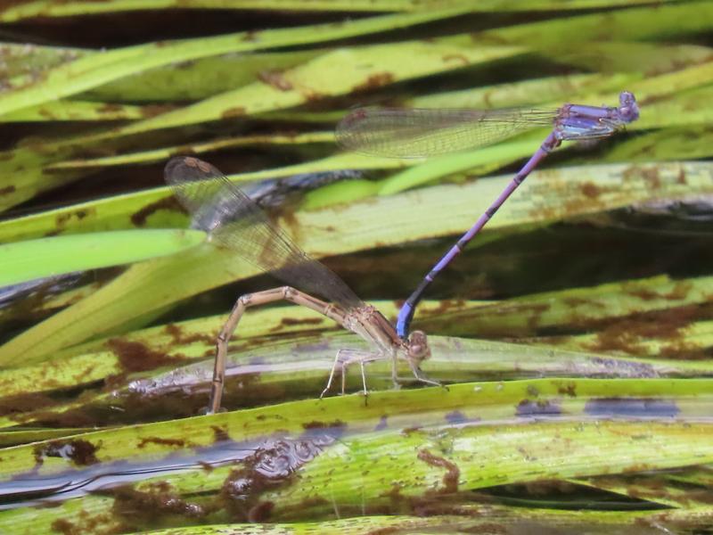 Photo of Variable Dancer (Violet Dancer ssp.)