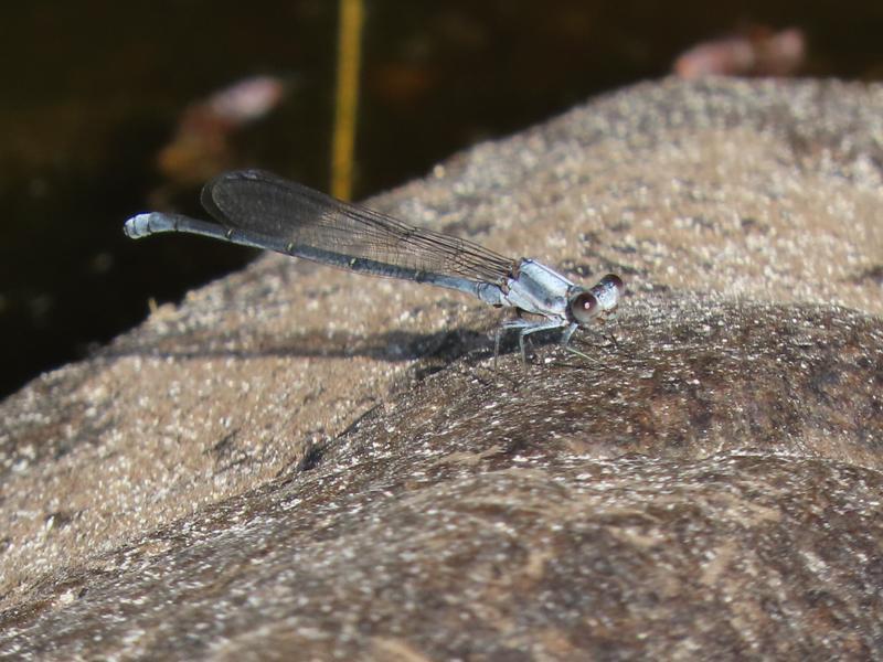 Photo of Powdered Dancer