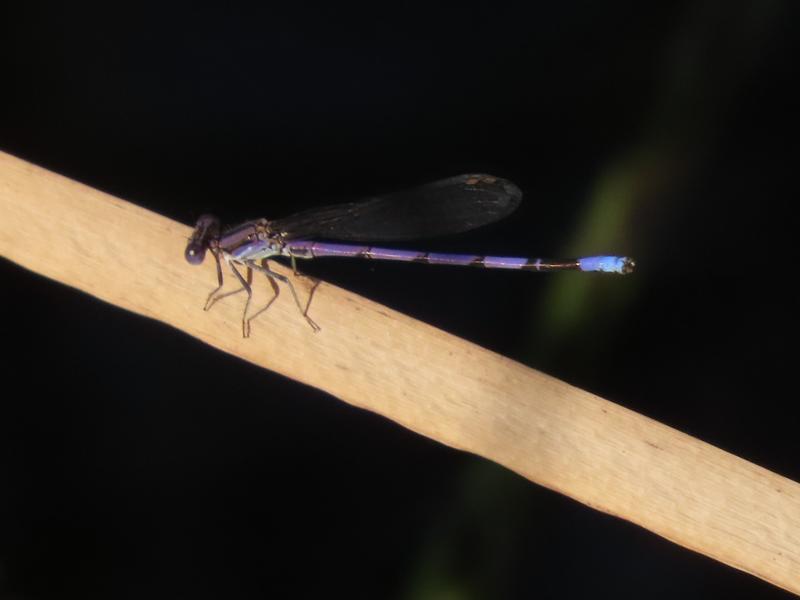 Photo of Variable Dancer (Violet Dancer ssp.)