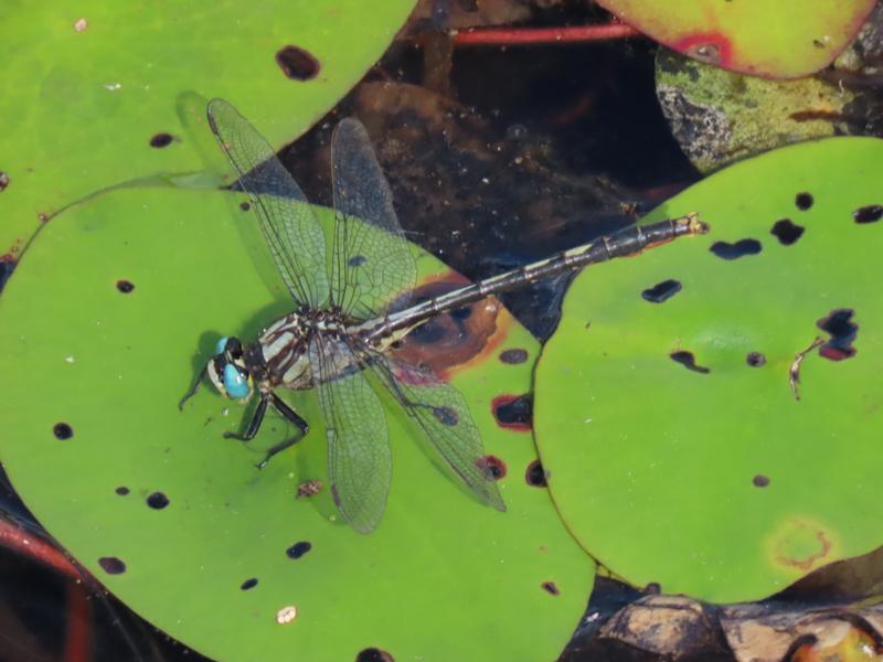 Photo of Lilypad Clubtail