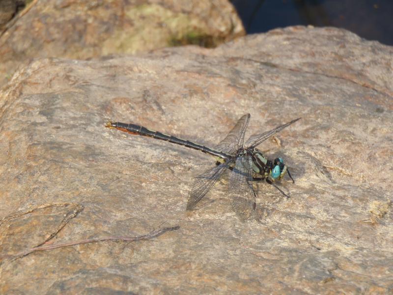 Photo of Lilypad Clubtail