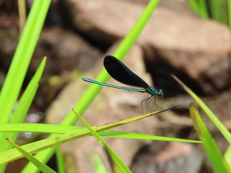 Photo of Ebony Jewelwing