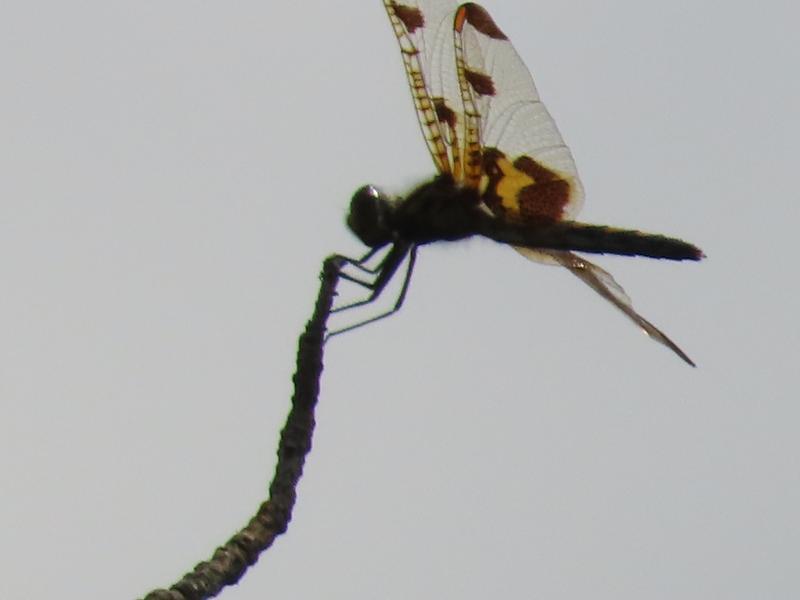 Photo of Calico Pennant