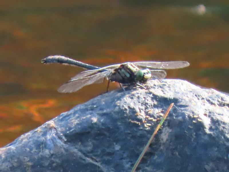 Photo of Mustached Clubtail