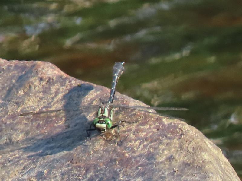 Photo of Mustached Clubtail