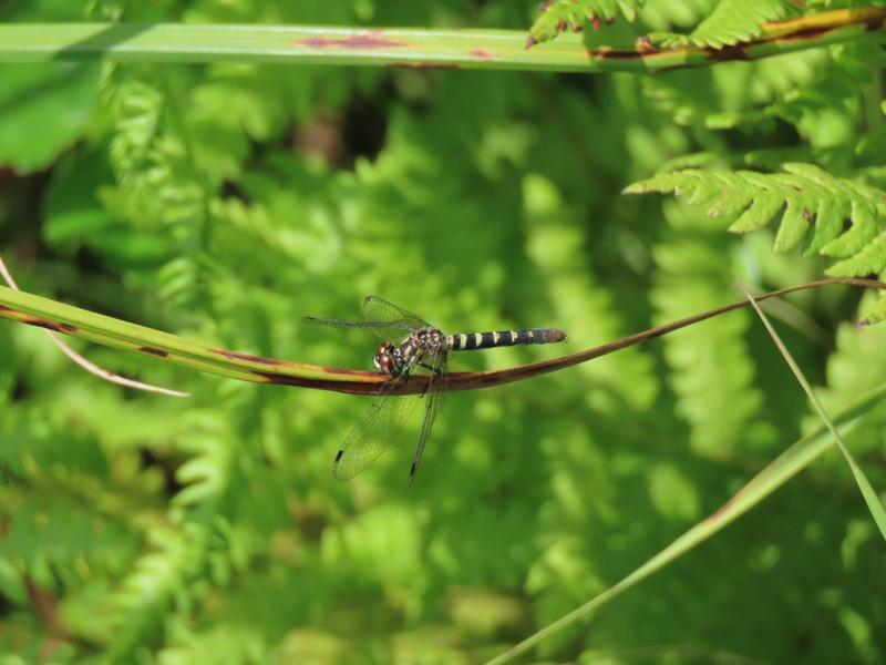 Photo of Elfin Skimmer