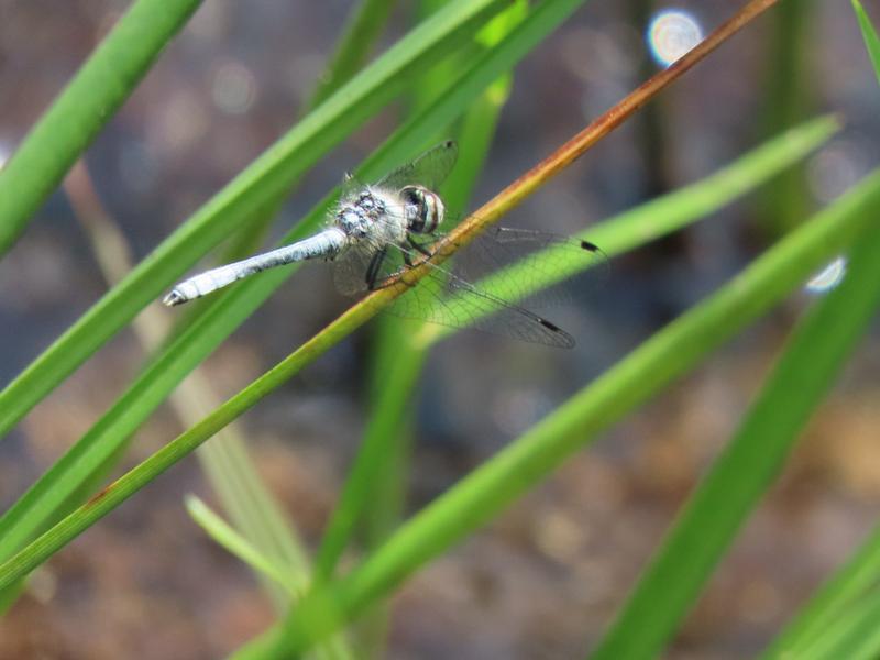 Photo of Elfin Skimmer