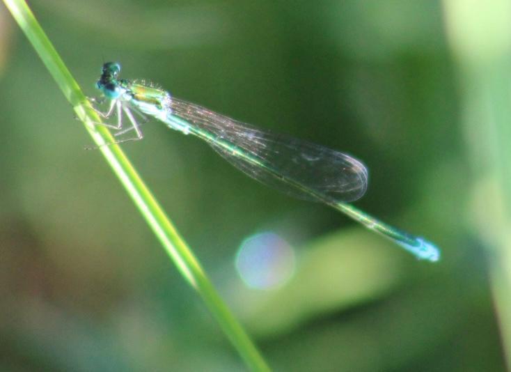 Photo of Sedge Sprite