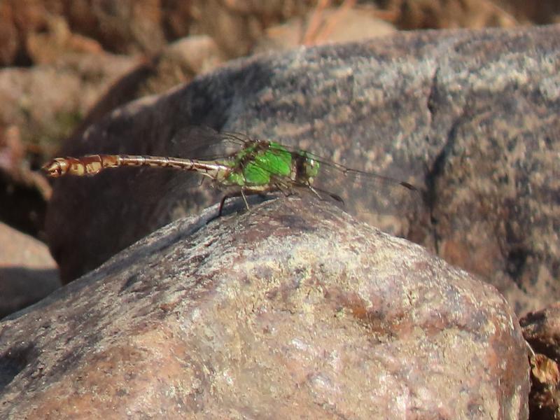 Photo of Rusty Snaketail