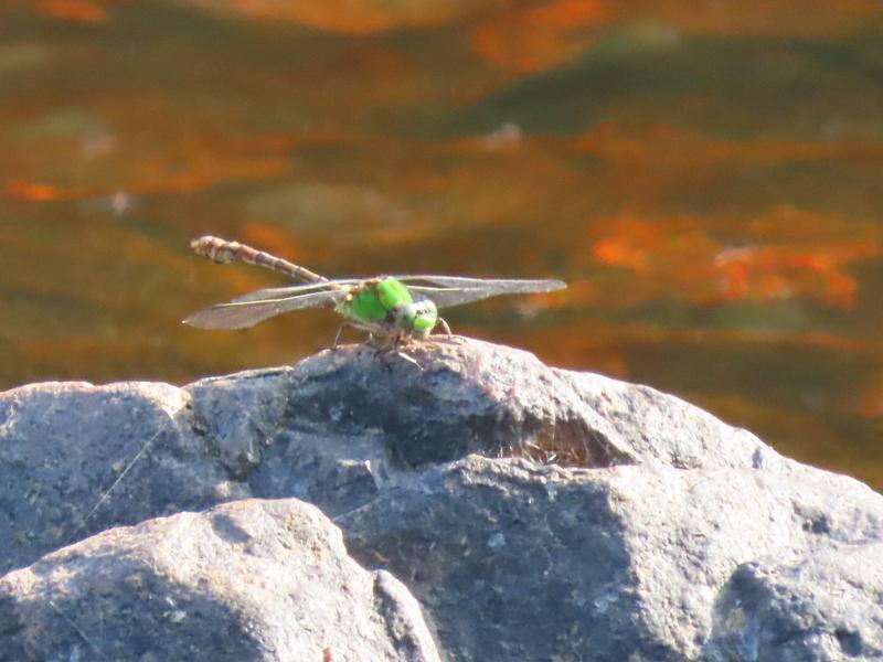 Photo of Rusty Snaketail