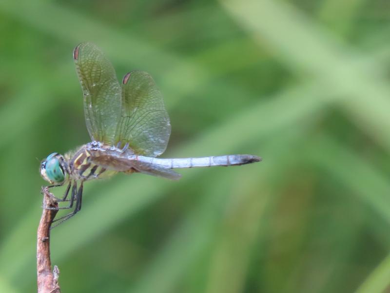 Photo of Blue Dasher