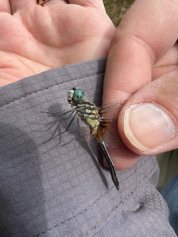 Photo of Blue Dasher