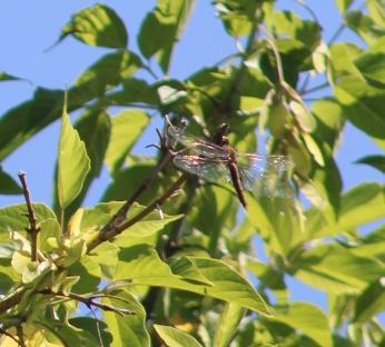 Photo of Spot-winged Glider