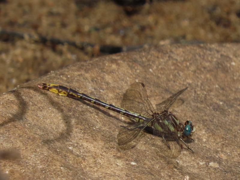 Photo of Lancet Clubtail