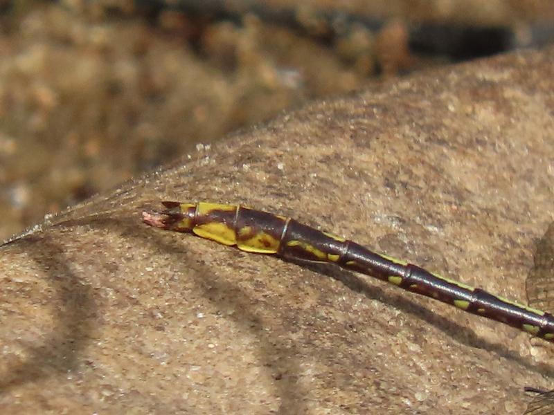 Photo of Lancet Clubtail