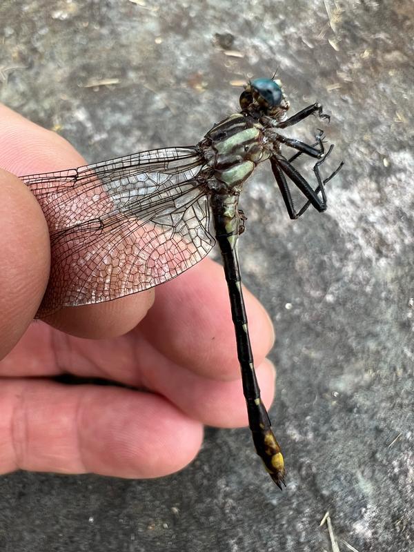 Photo of Lancet Clubtail