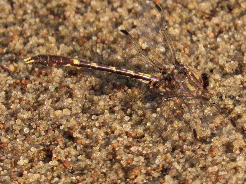 Photo of Common Sanddragon