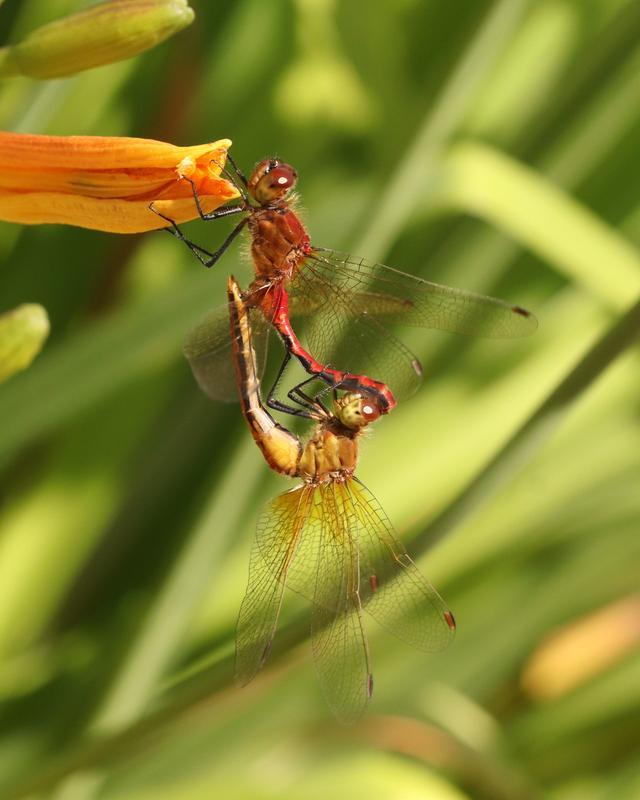 Photo of Cherry-faced Meadowhawk