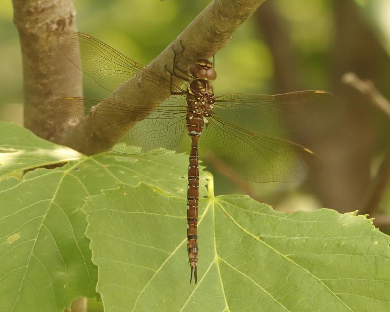 Photo of Shadow Darner