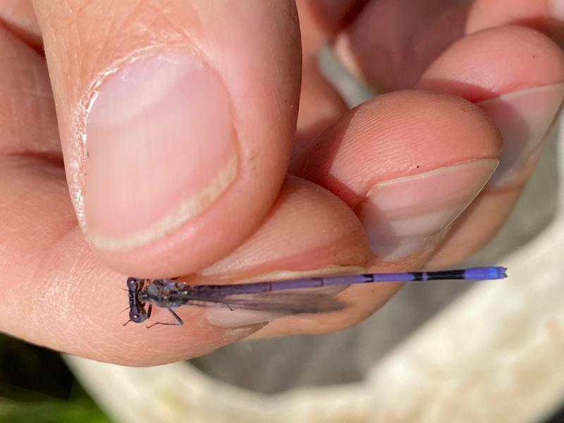 Photo of Variable Dancer (Violet Dancer ssp.)