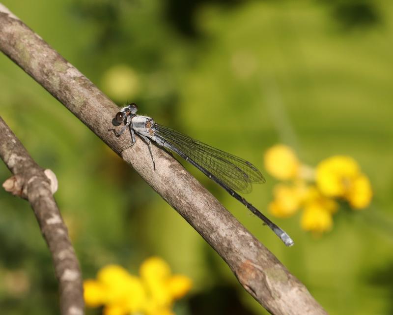 Photo of Powdered Dancer