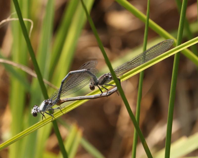 Photo of Powdered Dancer