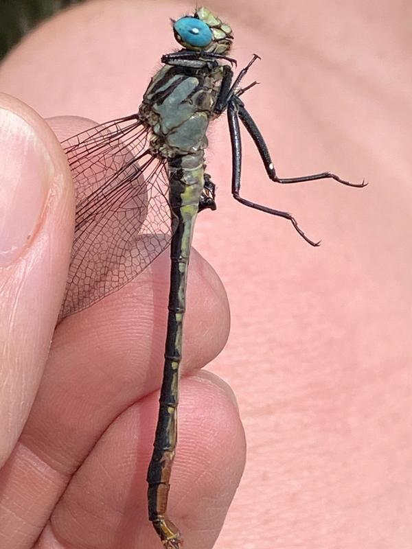 Photo of Lilypad Clubtail