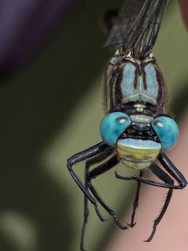 Photo of Lilypad Clubtail