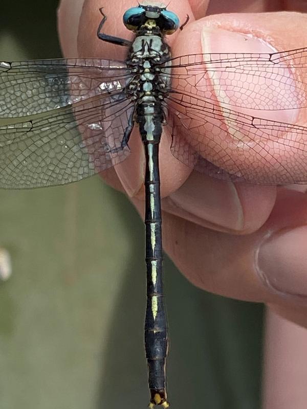 Photo of Lilypad Clubtail