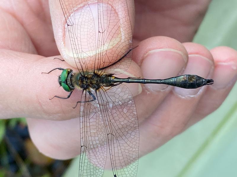 Photo of Racket-tailed Emerald