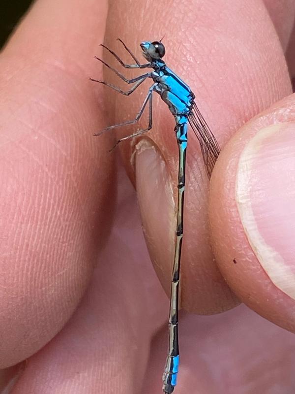 Photo of Skimming Bluet