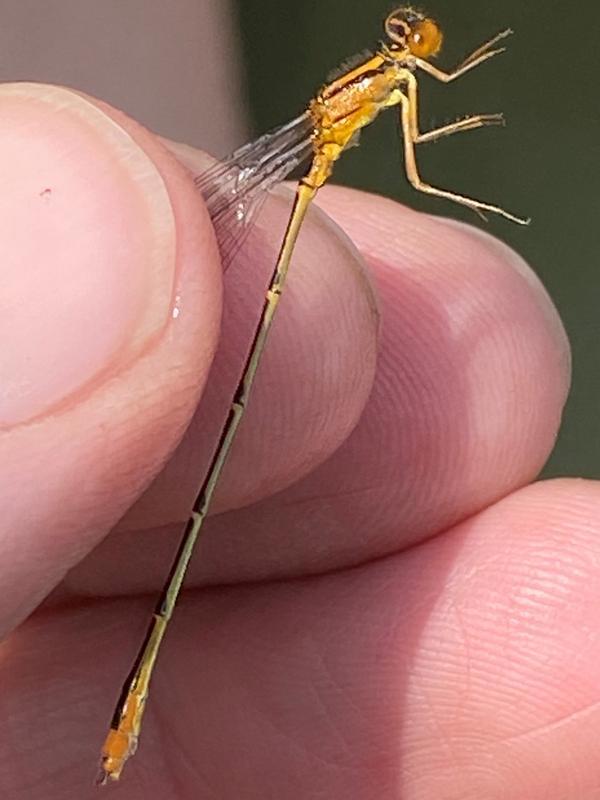 Photo of Orange Bluet